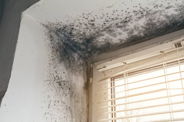 Affordable Mold Removal solutions in McBain, MI