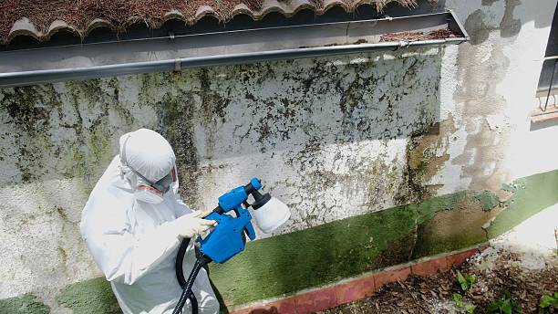 Top rated local Mold Removal specialists in McBain, MI